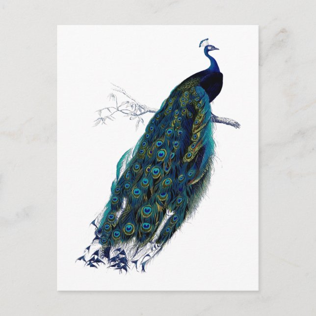 Carte Postale La collection Peacock (Devant)