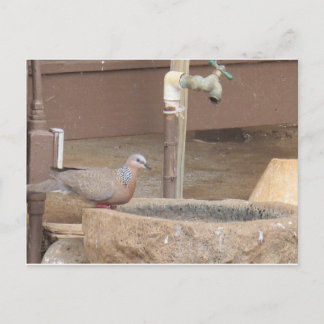 Carte Postale La colombe à la fontaine
