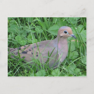 Carte Postale La colombe dans l'herbe
