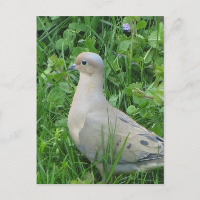 Carte Postale La colombe en deuil (Devant)
