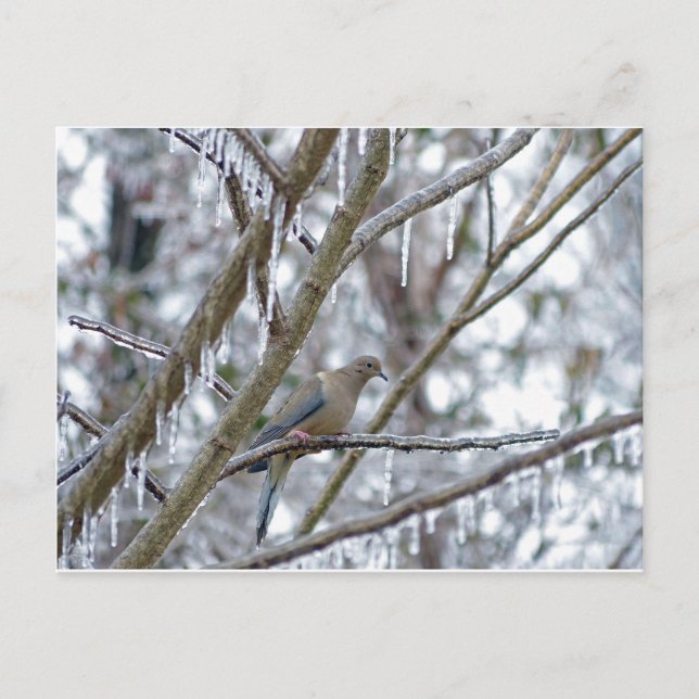 Carte Postale La colombe en deuil (Devant)