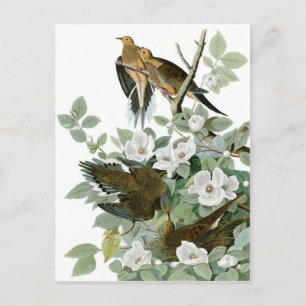 Carte Postale La colombe en deuil d'Audubon