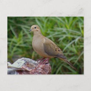 Carte Postale La colombe en deuil sur le rocher rempli de chalcé