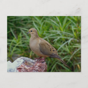 Carte Postale La colombe en deuil sur un rocher