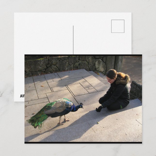 Carte Postale La Confiance d'un Paon (Devant / Derrière)