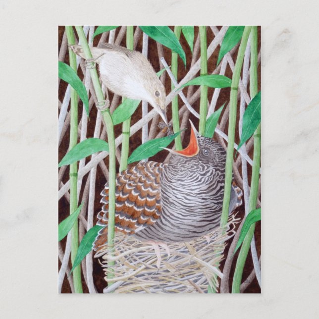 Carte Postale La Coucou Commune (Devant)