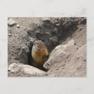 Carte Postale La créature des rongeurs émerge