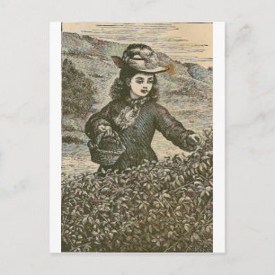 Carte Postale La cueillette des baies