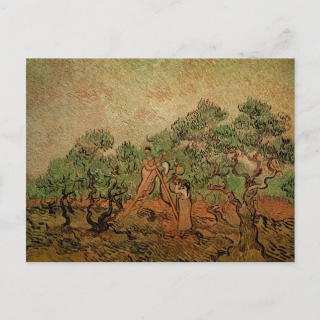 Carte Postale La cueillette d'olives par Vincent van Gogh (Devant)