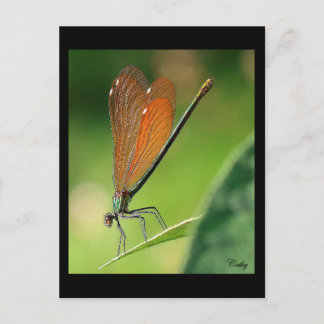 Carte Postale La demoiselle