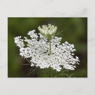 Carte Postale La dentelle de la reine Ann