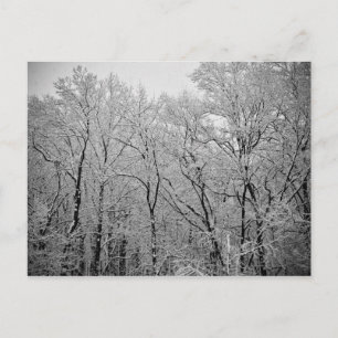 Carte Postale La dernière respiration de l'hiver