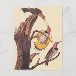 Carte Postale La famille d'oiseaux de pic à ailes dorées d'Audub