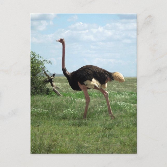 Carte Postale La faune africaine de l'autruche (Devant)