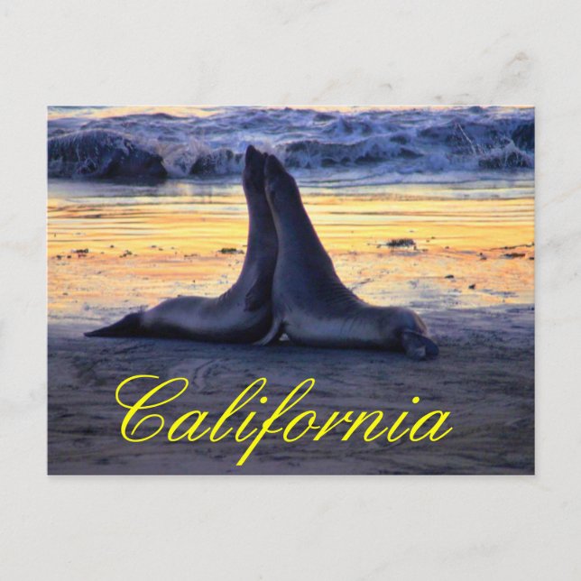 Carte Postale La faune californienne (Devant)