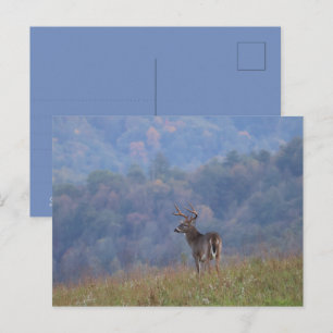 Carte Postale La faune de Cades Cove - Grandes Montagnes Smoky