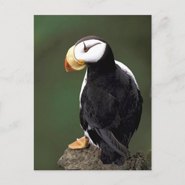 Carte Postale La faune de l'Alaska (Devant)