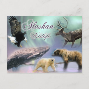 Carte Postale La faune de l'Alaska