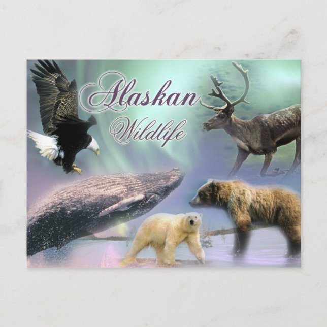 Carte Postale La faune de l'Alaska (Devant)
