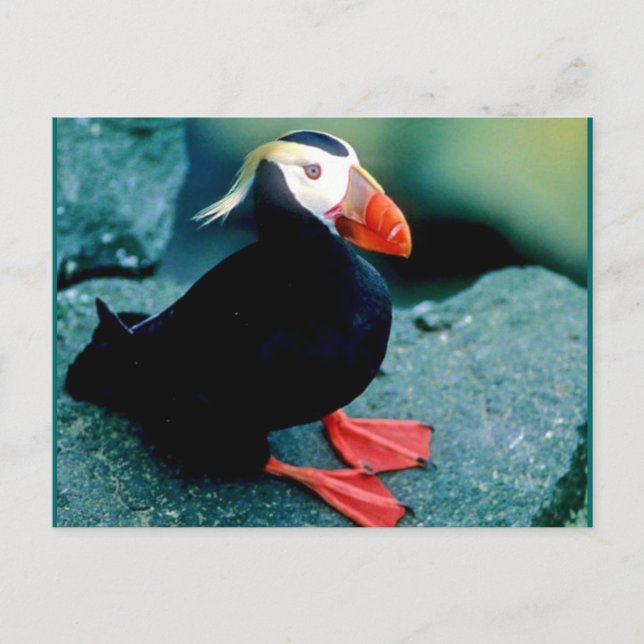 Carte Postale La faune de l'Alaska (Devant)