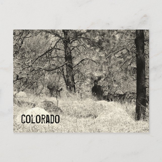 Carte Postale La faune du Colorado (Devant)