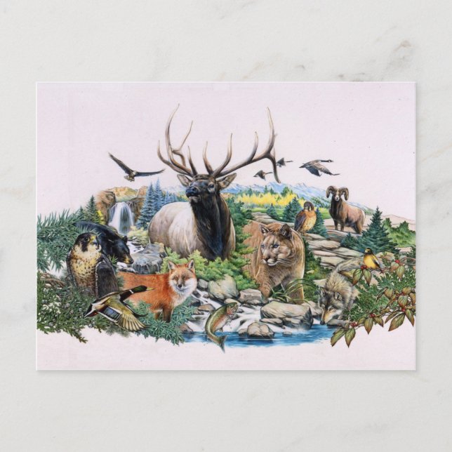 Carte Postale La faune nord-américaine (Devant)