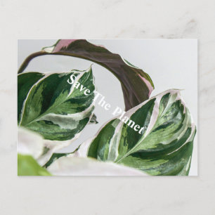 Carte Postale La feuille verte Sava la planète