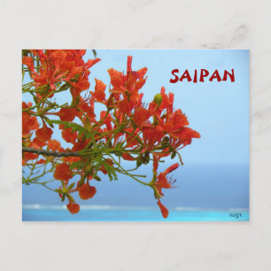Carte Postale La Flamme De Saipan S'Éclate Sur Un Océan Bleu
