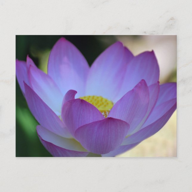 Carte Postale La fleur de Lotus et sa signification (Devant)