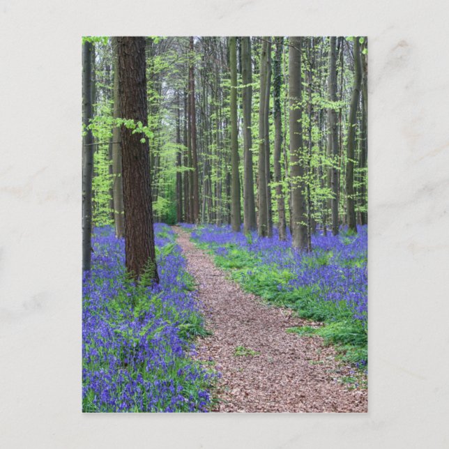 Carte Postale La forêt de Halle | Halle, Belgique (Devant)