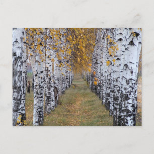 Carte Postale La forêt finlandaise de Birch