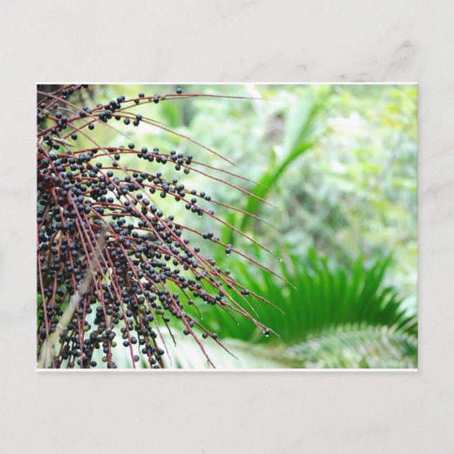 Carte Postale La forêt pluviale d'El Yunque (Devant)