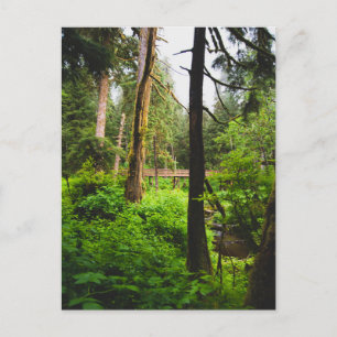 Carte Postale La forêt tropicale de l'Alaska