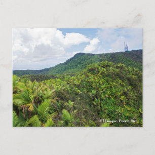 Carte Postale La forêt tropicale d'El yunque et la tour de commu