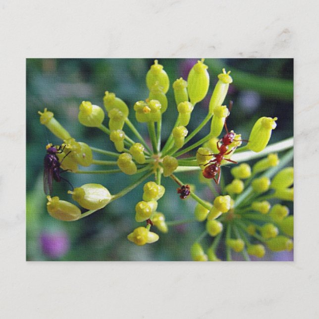 Carte Postale La fourmi, la mouche et l'herbe (Devant)