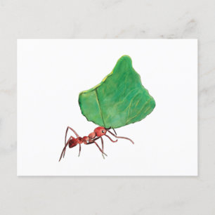 Carte Postale La fourmi portant une grosse feuille