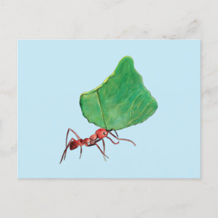 Carte Postale La fourmi portant une grosse feuille