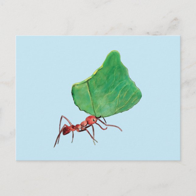 Carte Postale La fourmi portant une grosse feuille (Devant)