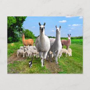 Carte Postale "La Garde Llamas" 