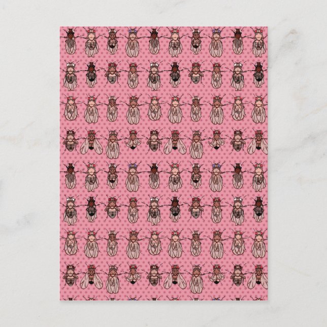 Carte Postale La génétique de mouche à fruit de drosophile - (Devant)