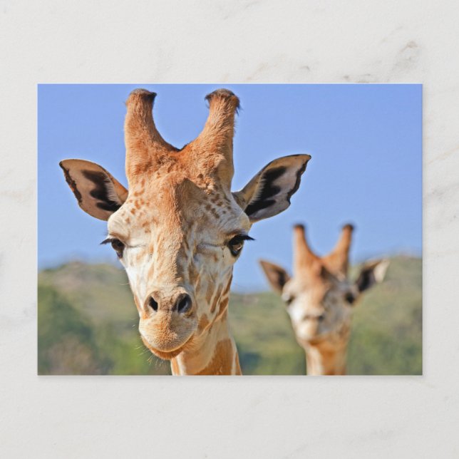 Carte Postale La girafe face de près (Devant)