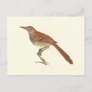 Carte Postale La Grive Brown ou le Trasher Brown, New York Birds