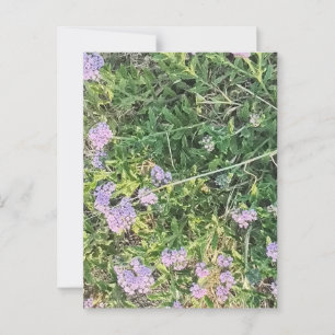 Carte Postale La Lavande S'Éflorit Parmi Les Herbes De Pré Sauva