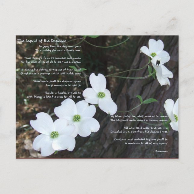 Carte Postale La Légende du Dogwood (Devant)