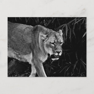 Carte Postale La lionne
