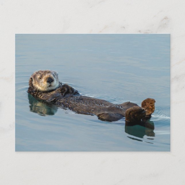 Carte Postale La loutre de mer flottant sur le dos dans l'océan (Devant)