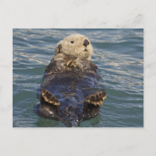 Carte Postale La loutre de mer joue sur les icebergs à Surprise 