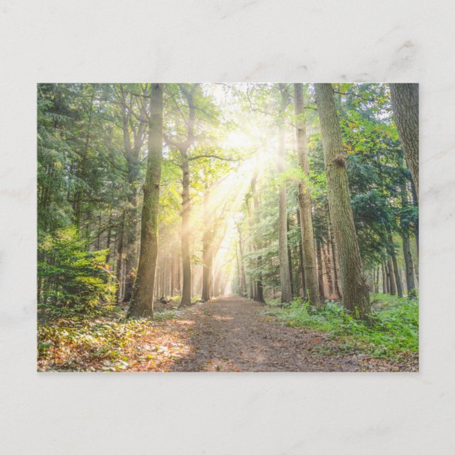 Carte Postale La lumière du ciel dans la forêt (Devant)