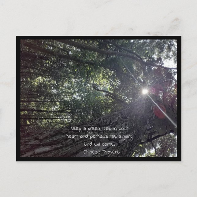 Carte Postale La lumière du soleil au milieu d'un arbre Photo Ar (Devant)
