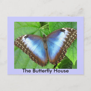 Carte Postale La Maison des papillons